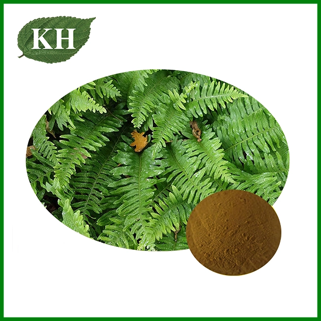 Polypodium Vulgare Extract Polypodium Vulgare Extract